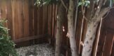 3810 Bledsoe Ave (4)